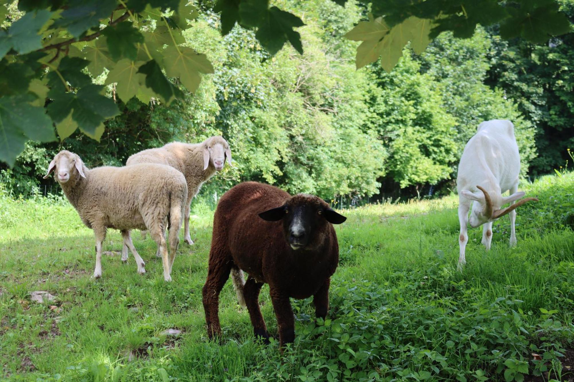 Ferienhof Millinghof Leogang Εξωτερικό φωτογραφία